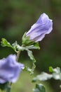 Rose of Sharon Hibiscus syriacus Oiseau Bleu, budding violet-blue flower